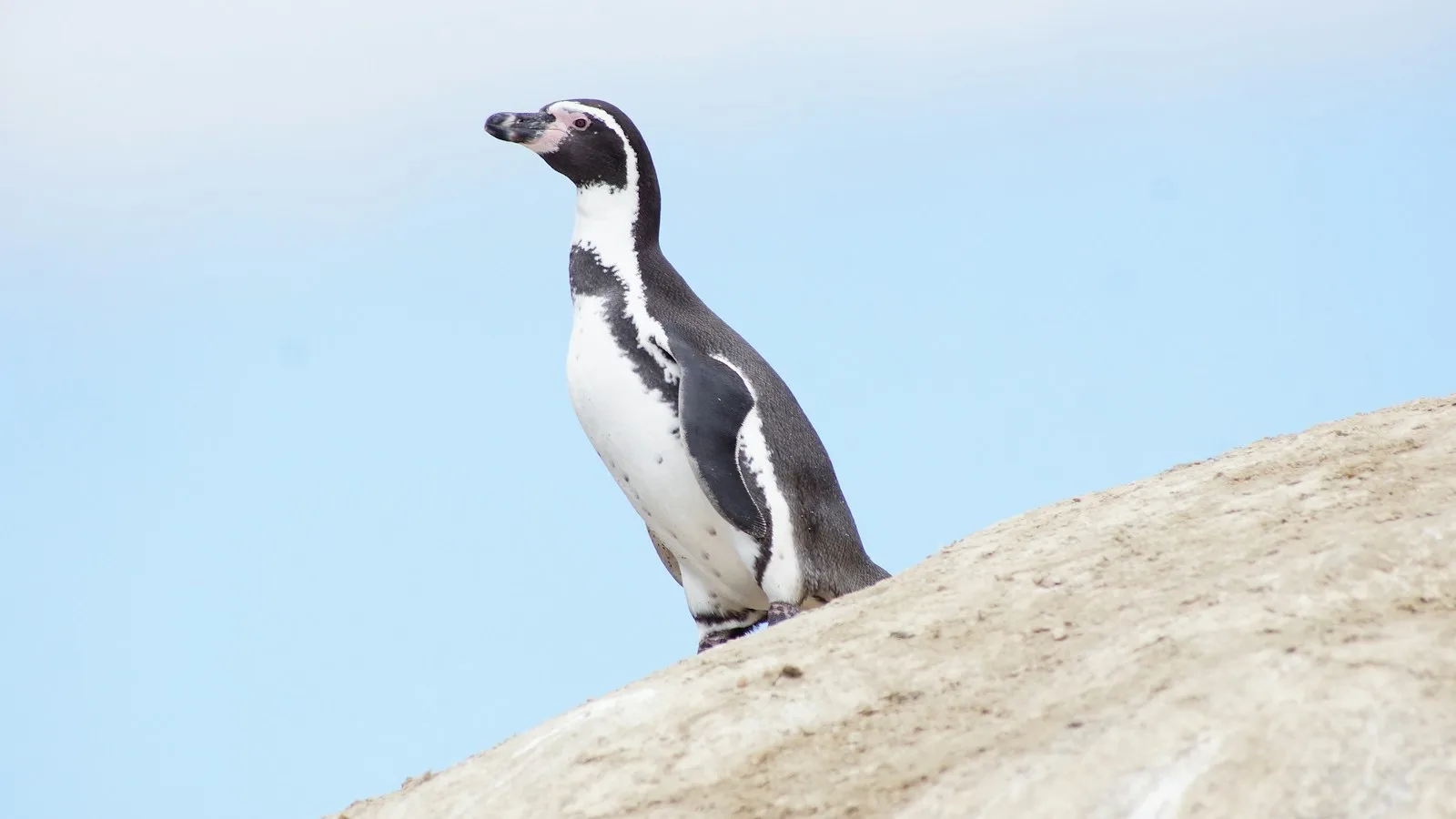 Pingouins de Humboldt : la réserve de Punta de Choros