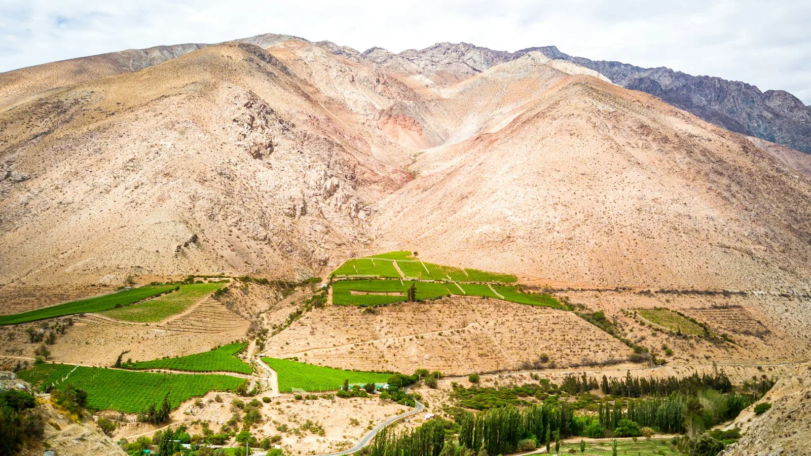 Vignes de la vallée de l'Elqui au pied des collines arides du nord du Chili